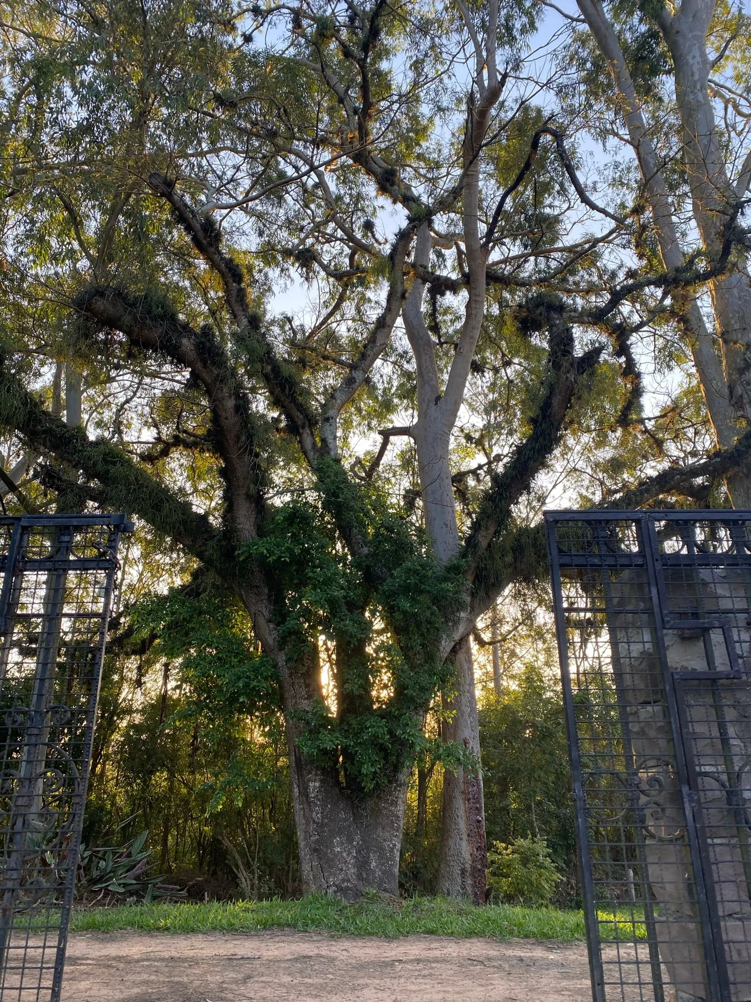 Árvore centenária coberta de barba-de-pau junto ao portão de ferro da granja, ao entardecer.